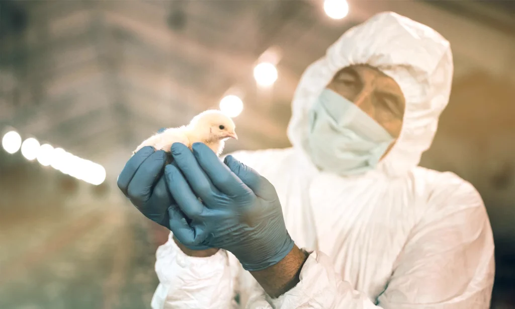 Virtual Training in the health sector - Virtual Experience Veterinary
