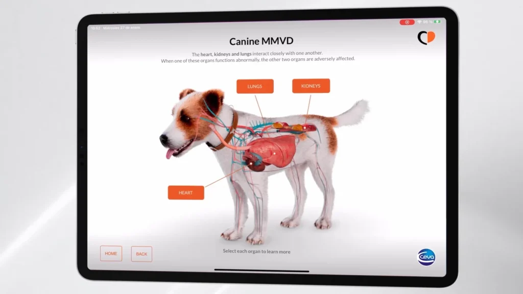 El corazón canino, explorable e interactivo